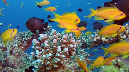 Colorful Tropical Coral Reef