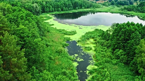 Algues vertes sur le lac et la rivière. Vue aérienne de la nature