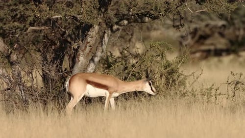 Springbok Antelope In Natural Habitat - South Africa