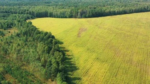 Aerial View Of Corn Maize Field And Forest Area Zone Landscape