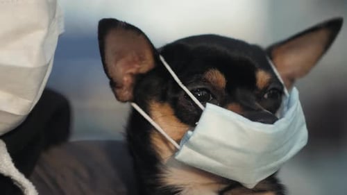 Woman in Protective Face Mask with Small Dog Wearing Medical Mask Too
