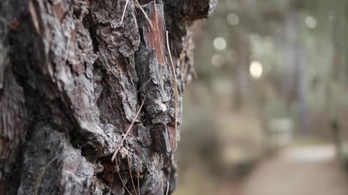 Path in Forest Wood or Grove