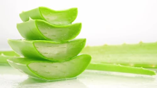 Aloe Vera leaves. Aloe Vera gel is very useful herbal medicine for skin care