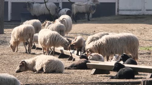Sheep and Lambs in spring season, new life