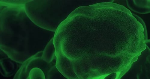 Cell in Human Tissue