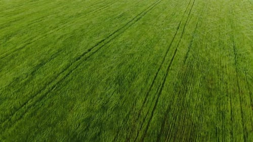 Weitwinkelaufnahme aus der Luft. Allgemeiner Plan eines großen Feldes. Grüne Vegetation