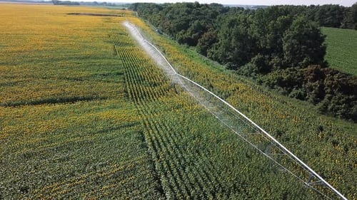 Automatisches Bewässerungssystem für Sonnenblumenfelder