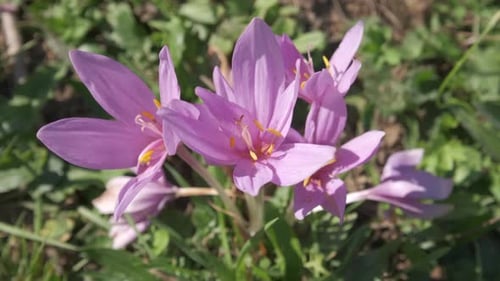 Purple Autumn Crocus Flower Blooming in Garden