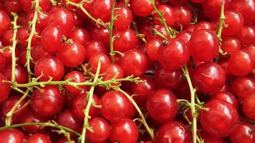 Pile of Fresh Red Currants on Stems