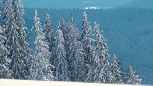 Tall Evergreen Pine Trees Covered with Fresh Fallen Snow in Winter Mountain Forest on Cold Bright