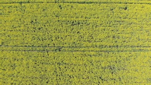 Aerial Top View of Yellow Canola Field. Harvest Blooms Yellow Flowers Canola Oilseed.