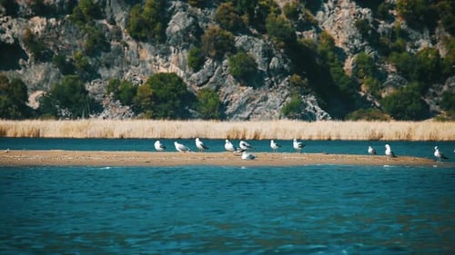 Seabirds Relaxing on a Sandy Island in Nature