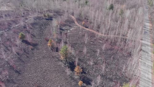 Aerial top view of burnt forest. Forest fires. Danger. Environmental pollution.