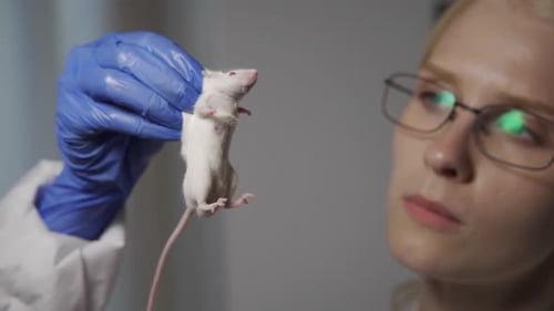 Scientist Holding White Lab Rat in Blue Gloves