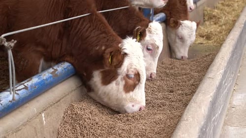 Calf feed, calves consuming calf feed.