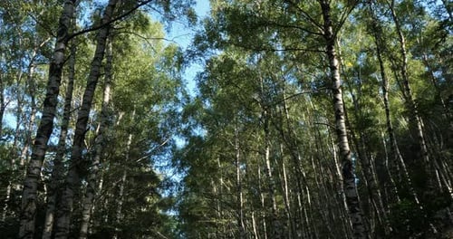 Birch forest near Le Plan de Monfort, the Cevennes National park, Lozere department, France
