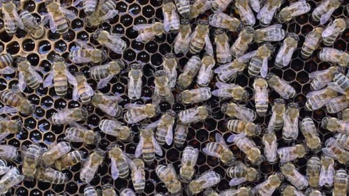 Bees Swarming on Honeycomb Close Up