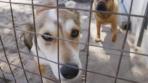 Abandoned dog locked up in a shelter