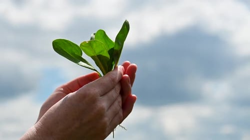 A small green plant in the hands of young woman on the sky and clouds background. Uhd footage