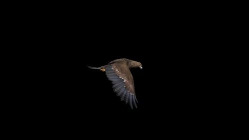 Eagle Flying