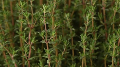 Thyme 11