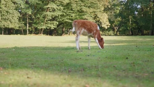 Young calf grazing on the green meadow