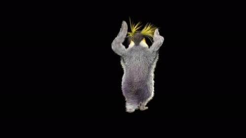 78 Penguin Dancing 4K