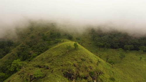 Tropical Green Forest in the Mountains and Jungle Hills