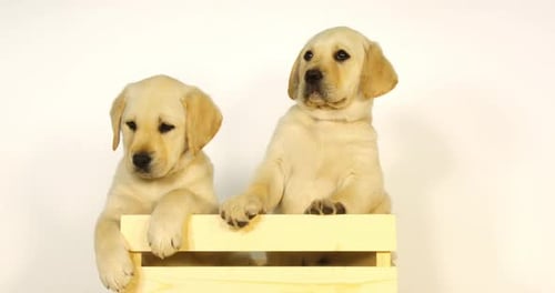 Gelber Labrador-Retriever, Welpen spielen in einer Box auf weißem Hintergrund, Normandie, Zeitlupe 4K