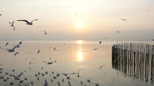 White Seagulls Flying Over The Sea Under Sunset