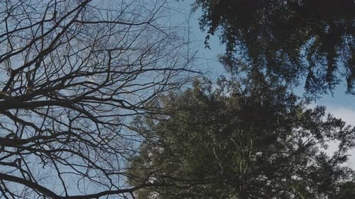 Tilted Orbiting Shot Of A Withered Tree And Some Green Trees