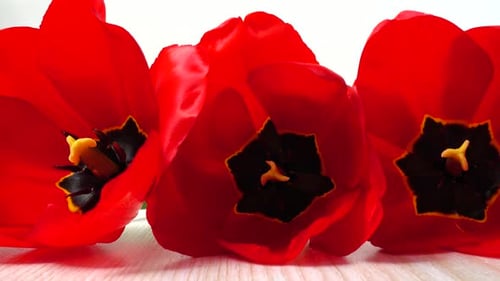 Red Tulips Blooming in a Close Up Shot