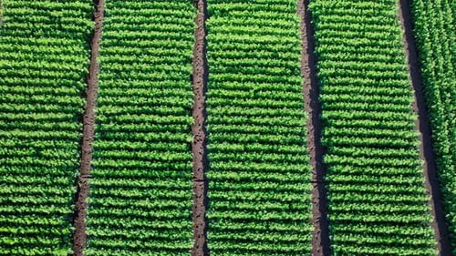 Beautiful Summer Landscape of a Corn Field