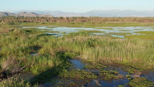 Marsh wetland and floodplain covered with low green vegetation, grass, rushes and reeds