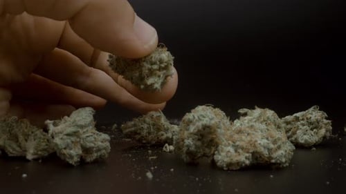 Hand Picks Up Piece of Cannabis