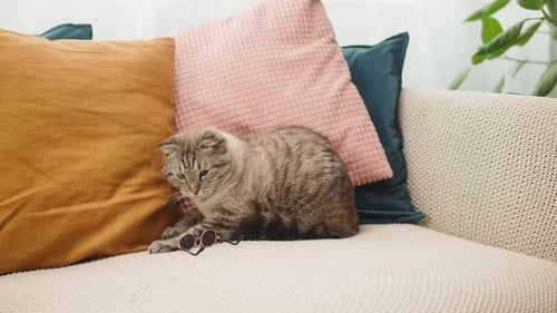 Tabby Cat Lounging With Sunglasses on Couch