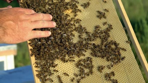 Beekeeper checking honeycomb frame with bees in his apiary. Working bees in a hive. Beekeeping.