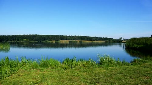 See mit Gras am Ufer - Wald (Bäume) im Hintergrund - Sonniger Tag