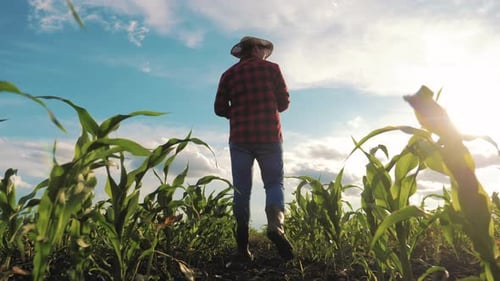 Farmer Walking Through Cornfield on Sunny Day
