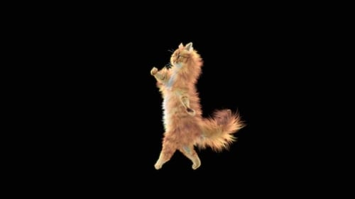 Katze tanzt HD