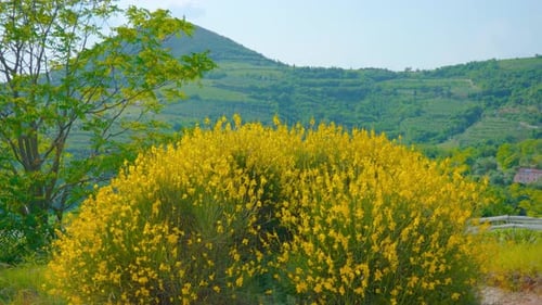 Yellow Rapeseed Grow Among the Green Hills