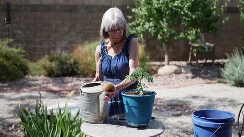 A beautiful old woman gardener potting and watering an organic tomato plant in a sunny backyard vege