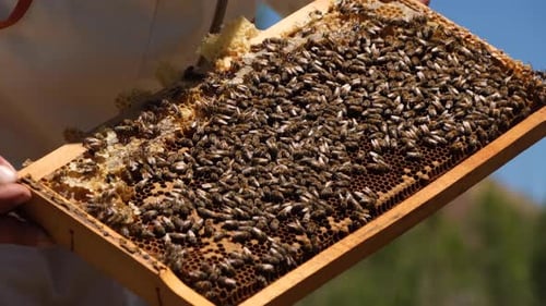 Bees On A Honeycomb With Honey
