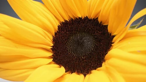 Macro de Bright Sunflower