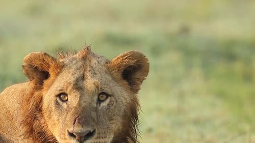 Lion Resting in the African Savanna Close Up
