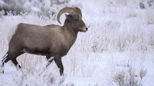 Bighorn sheep walking through field of frosty snow