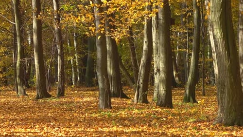 Fall
