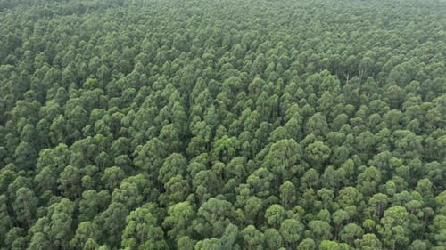Tropical Forest Aerial