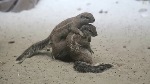 Kap-Grundeichhörnchen