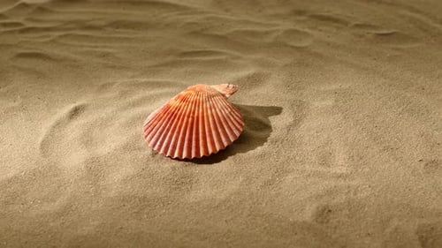 Sea Shell, Pink, on Sand, Back Light, Rotation
